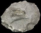 Aulacopleura (Paraaulacopleura) Trilobite - Rare #51864-2